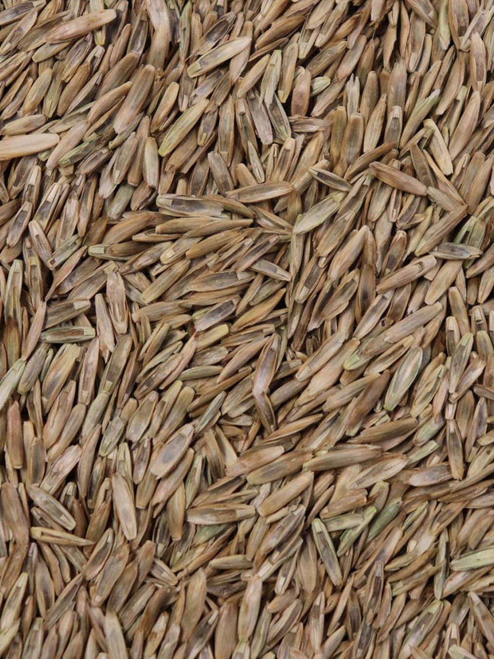 Festulolium