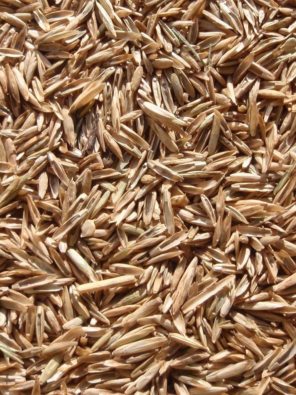 Pasco Turf Perennial Ryegrass