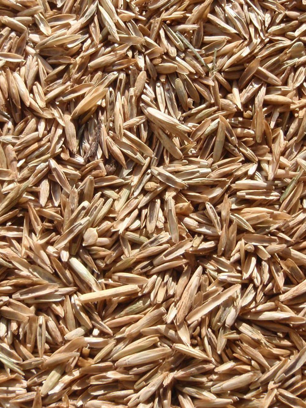Turf Type Perennial Ryegrass