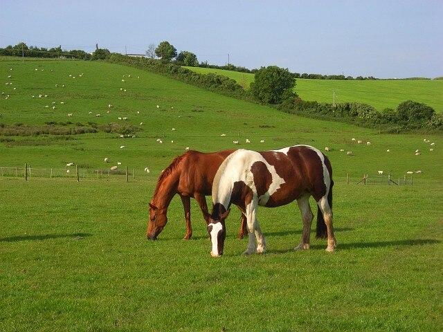 Pasture