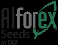 Forage First® by DLF