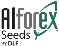 Alforex Seeds by DLF