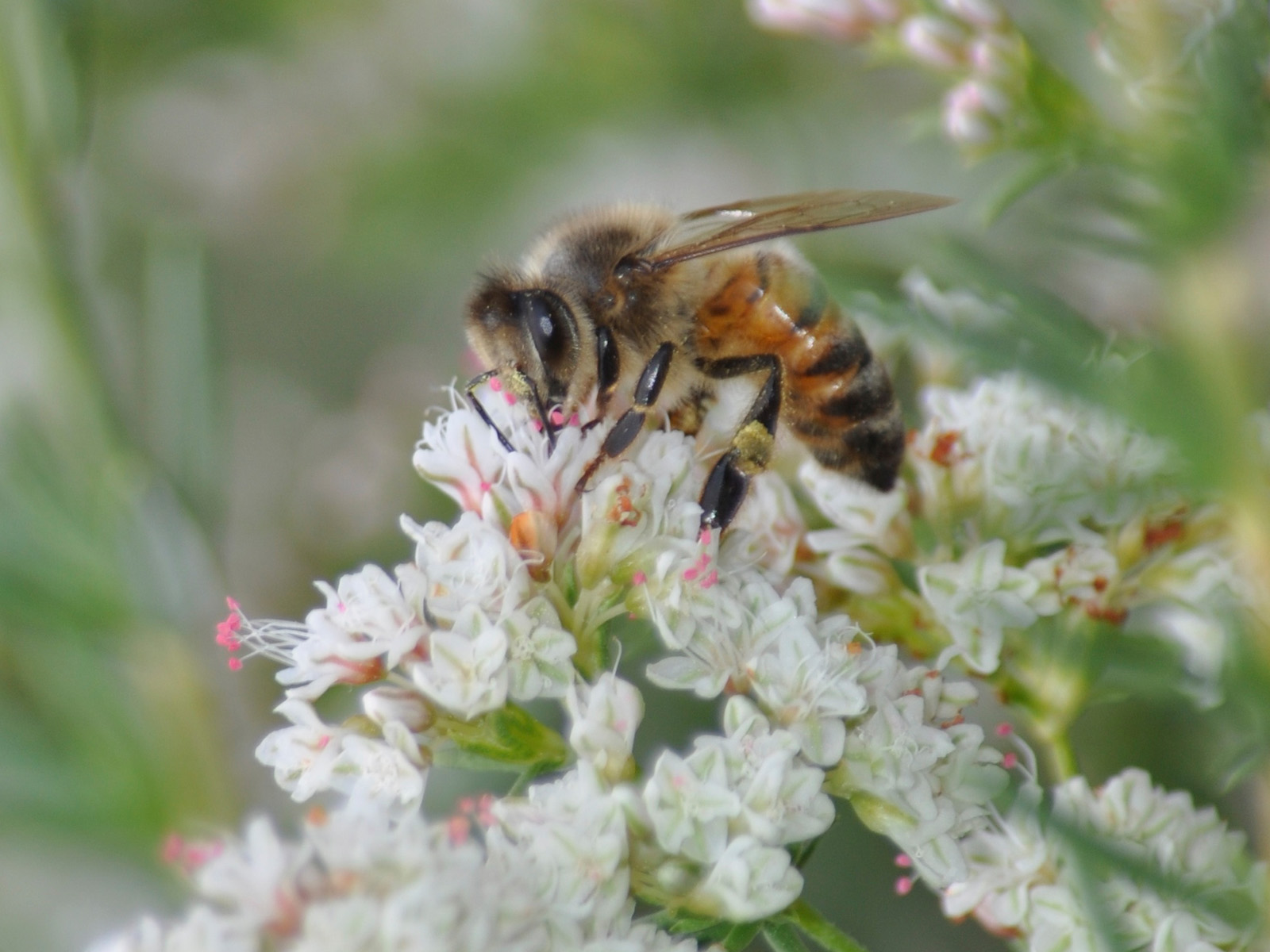 Column Bee Deer Creek Seed Imagery Media Page